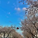 [경북/경주] 경주 벚꽃축제 흥무로 벚꽃길 방문 후기
