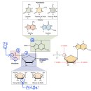 히스톤(HisTone) | 단어3: DNA 구조