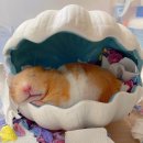 뵤뵤 Daum카페