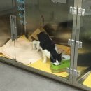 반석동물병원 이미지