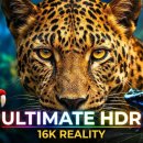 The Most Realistic Wildlife Video Ever (16K HDR Dolby Vision) 이미지