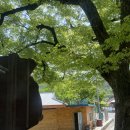 정자나무슈퍼