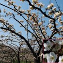 양지-3558 이미지