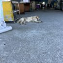 백사장어시장 이미지