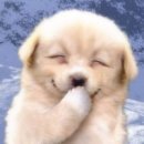 곰당구클럽 Daum카페