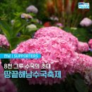 2026 전국 수국축제 일정 정리｜치유농업사 수험생이 바라본 수국 명소