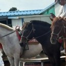 탐라승마장 이미지