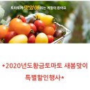 단마토 만큼 달콤한 황금대추방울토마토 첫출하 소식