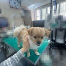 진동물병원 | 서교동물병원 강아지 스케일링 비용, 저렴하게 받고 온 솔직 후기