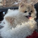 멍토피아 | [평택 | 안중] 솔직리뷰 / 평택 애견 카페 / 반려견 디저트 맛집/ 멍토피아 후기