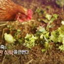 미래를 위한 선택, 축산 혁명 - 2부 농장에서 화해하다 이미지