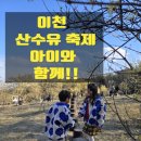 이천백사 산수유꽃축제! 아이들과 봄 향기 가득한 노오란 하루!