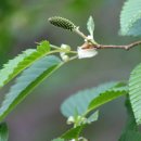 오리나무 이미지