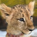 고양이 하루 이미지