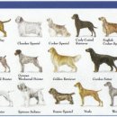 대구 펫 택시 이미지