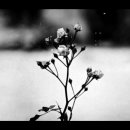 SPRING A-1 이미지