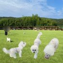 두부네 애견카페 | 울산 부산 애견카페 개들랜드 강아지 수영장 운동장까지