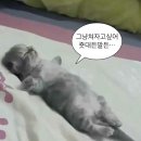 세븐일레븐 신안점 | 어서오새요어쩌고슢