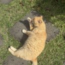예촌상회