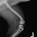 부평 모모 동물병원 이미지