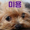 펫미장원 공감 이미지