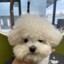 메모르드몽 이미지