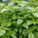 들깨나라 이미지