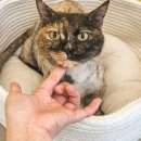 커뮤니캣 고양이 호텔&미용실 이미지