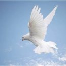 평화만들기 이미지