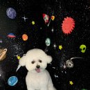 미코 그루밍 이미지