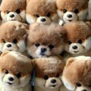 귀여운강아지 이미지