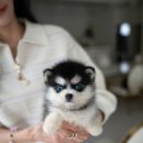 퍼피라이프 이미지