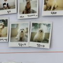 독산온동물병원 | 대구 북구 고성동 스마일동물병원 [강아지 스케일링,발치+건강검진 솔직 후기]