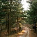 잣나무숲 이미지