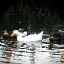 삼향천7 이미지