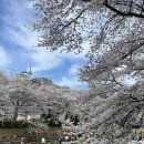 삼호동주민센터 (옥내1) | 울산 무거천 궁거랑 벚꽃축제 개화시기 - 주차정보, 카페추천, 직접 미리 다녀온 후기