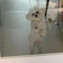 소중한 댕 | 여행 뒤 연차는 행복이실게요. 작고 소중한 내 연차.