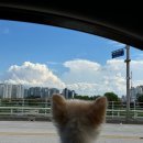 쿨펫 양·한방 동물병원 이미지