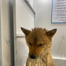 샤워하시개 이미지