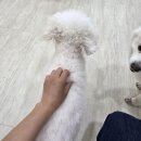 양코치 애견카페 네이버블로그