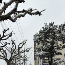 재미슨약국