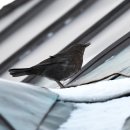 Blackbird 이미지
