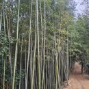 백운동원림안내소 | <강진> 국내 가볼만한곳 전남 3월 여행지 추천 관광명소-백운동원림