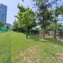 수지아르피아 이미지