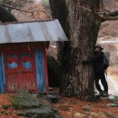 매화카센타 이미지