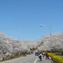 인천 sk 석유화학 벚꽃동산 탐방 이미지