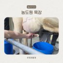 본마을길 45-4 (1) | 농도원목장 45개월 찐 체험 후기 아이와 특별한 목장체험