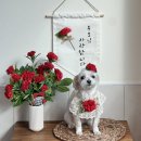 댕스히얼 이미지