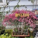 장미6종묘목 ( 배송비 없음)=＞곧 소진 이미지