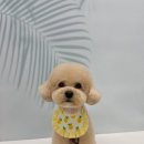 하이테디 이미지